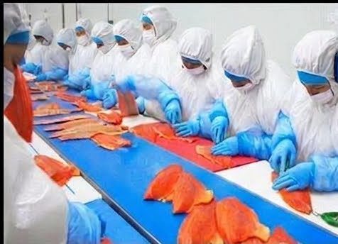 Fileteo de salmón en planta de proceso